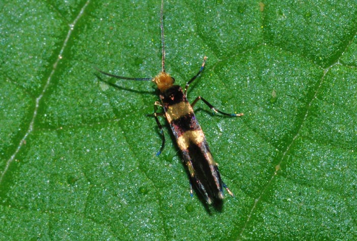 Micropterigidae - M. tuscaniensis